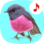 bird songs: ringtones android application logo